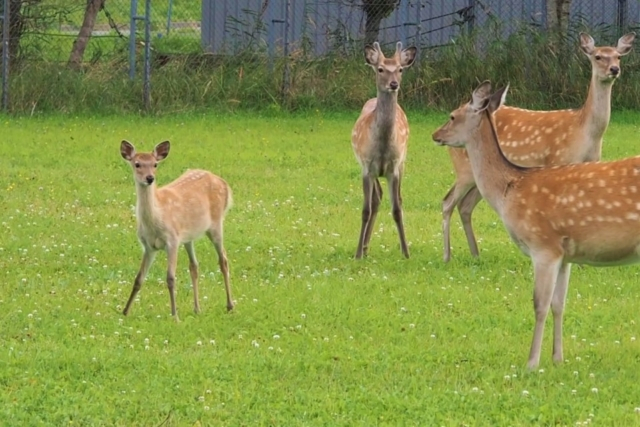 E-bikeで浜中をサイクリング~海風を感じながら好きな場所へ!
