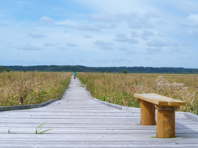 霧多布湿原木道ウォークで湿原の四季を感じる