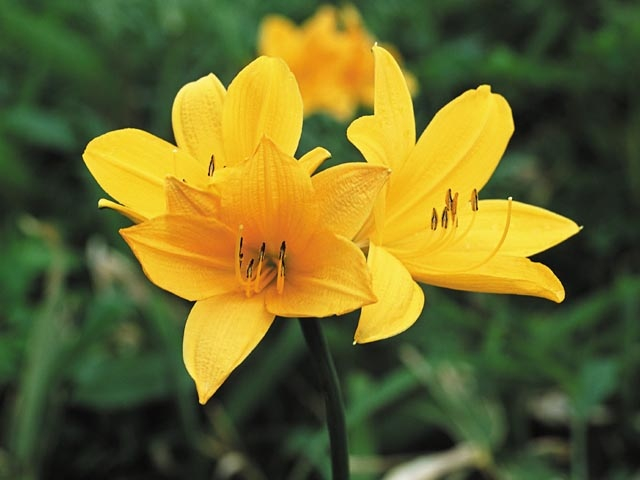 霧多布湿原木道ウォークで湿原の四季を感じる