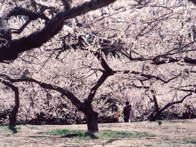 【埼玉】冬のおすすめ観光スポット20選 冬の埼玉を遊びつくそう!12月・1月・2月