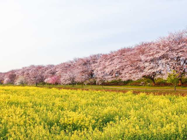 埼玉のおすすめドライブスポット35選! 定番から穴場までをご紹介