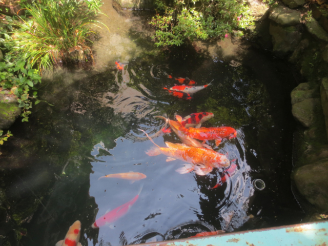 【京都の銭湯・林さんのおすすめ】栄盛湯(左京区)