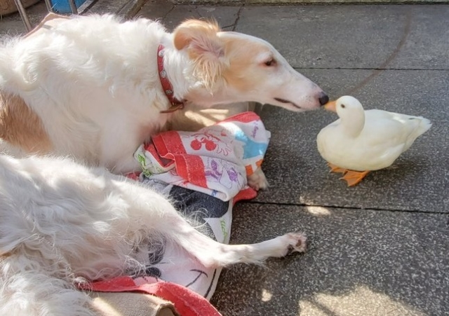 【京都の銭湯・林さんのおすすめ】栄盛湯(左京区)