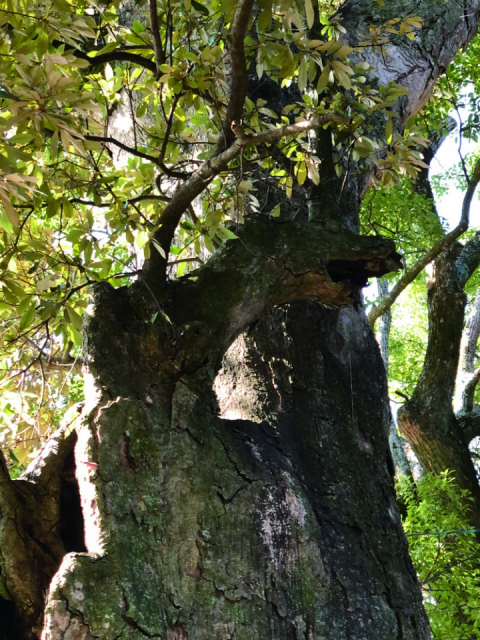 大分のアニメ聖地巡礼:『鬼滅の刃』の聖地① 八幡竈門神社