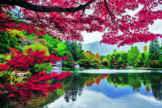 【大分の絶景:定番スポット】湖面から 霧が立ち上る由布院のシンボル「金鱗湖」