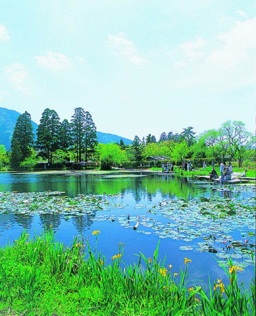 【大分の絶景:定番スポット】湖面から 霧が立ち上る由布院のシンボル「金鱗湖」