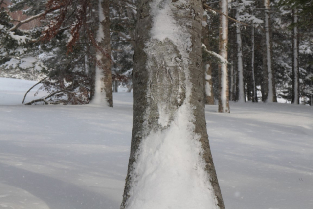 魅力4:スキーだけじゃない!雪を満喫する多様なアクティビティ