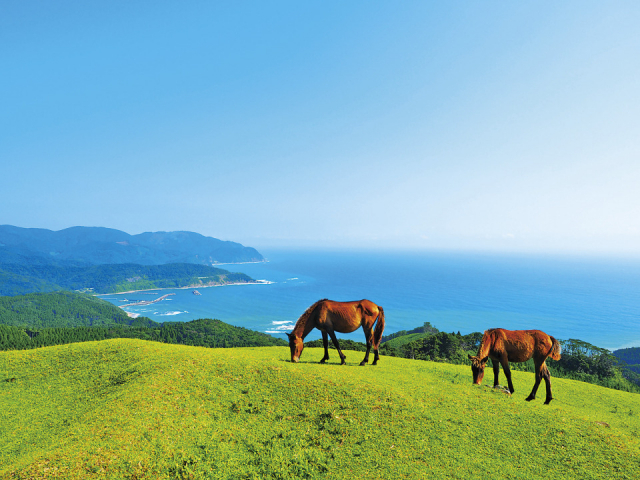 【宮崎インスタ映え/絶景③】都井岬(串間市)