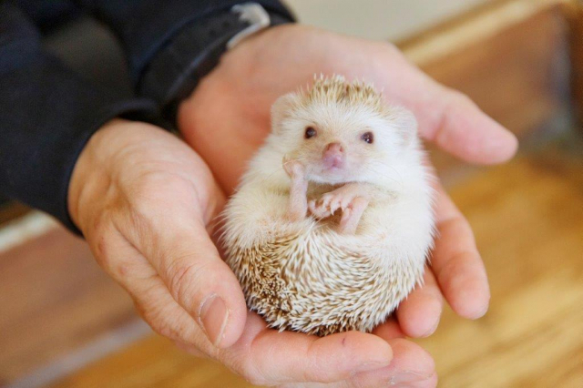 【難波でデート】キュートな小動物とモフモフタイム♡「小動物カフェ ROCK STAR」