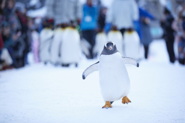 魅力5:旭山動物園講座
