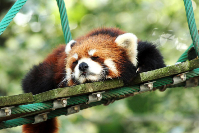 魅力5:旭山動物園講座