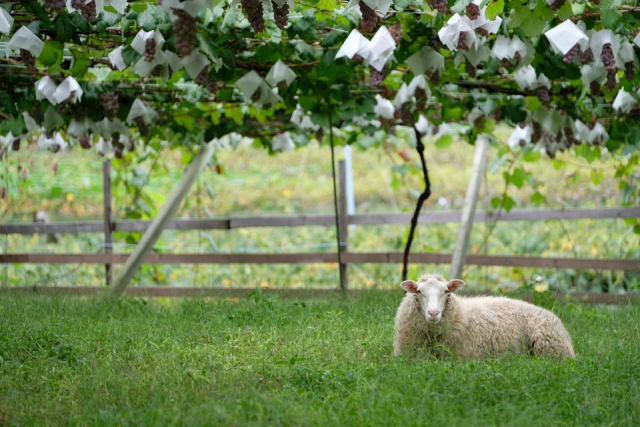 無料アクティビティーを利用してワイナリツアーへ