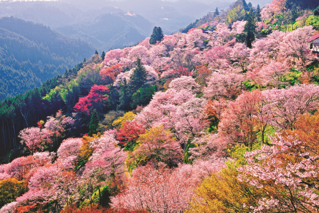 奈良の絶景スポットで四季の美しさを楽しもう!~季節の花や紅葉で一年を通じて楽しめる奈良の映えスポット~