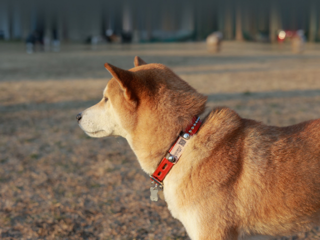 那須ペット連れokの観光スポット13選 愛犬といっしょに楽しもう まっぷるトラベルガイド 那須ペット連れokの観光スポット13選 愛犬といっしょに楽しもう まっぷるトラベルガイド