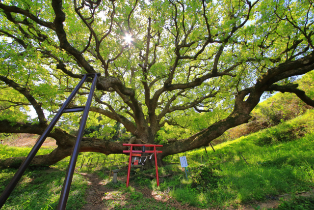 【香川の絶景スポット おすすめ10選】志々島の大楠