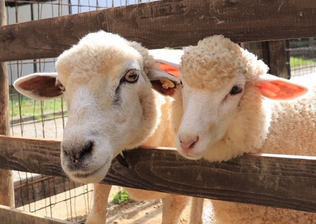 京都の道の駅「丹後王国 食のみやこ」京丹後市