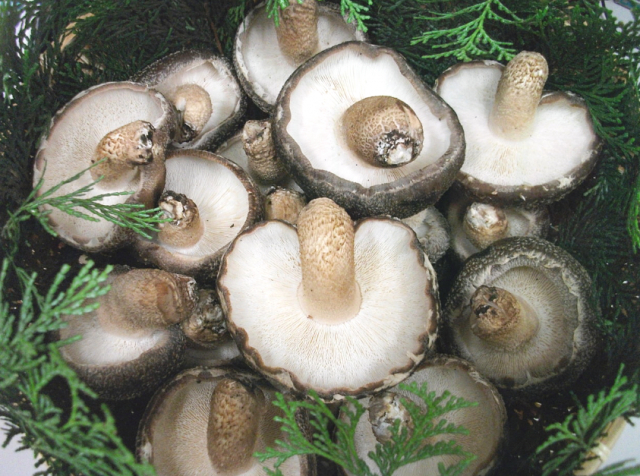 【滋賀の道の駅】マキノ追坂峠