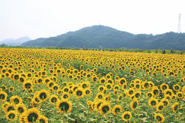 【岡山】道の駅 笠岡ベイファームの屋外エリアをチェック!