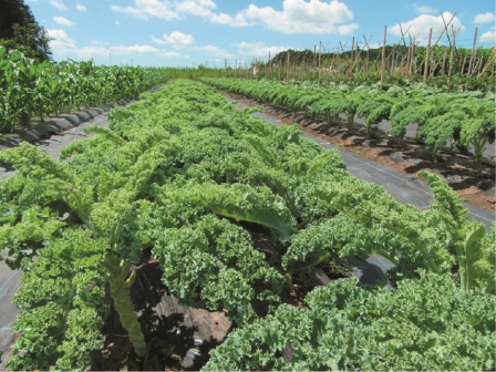 【茨城の道の駅】清流と里山の景色に癒される川辺の駅「道の駅 常陸大宮~かわプラザ~」