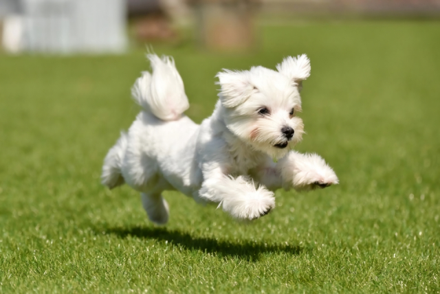 【淡路島】ペット・犬連れOKの宿泊スポット5選 GLAMP TIME淡路