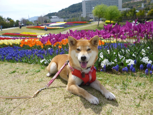 【淡路島】ペット・犬連れOKの観光スポット 淡路島国営明石海峡公園