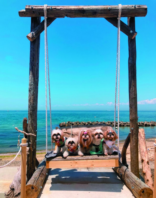 淡路島のペット可レストラン&カフェ10選 うおたけ鮮魚店やけんど 海鮮どんや