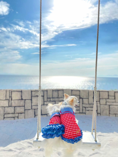 【淡路島】ペット・犬連れOKの観光スポット KARIKO RESORT ドッグラン