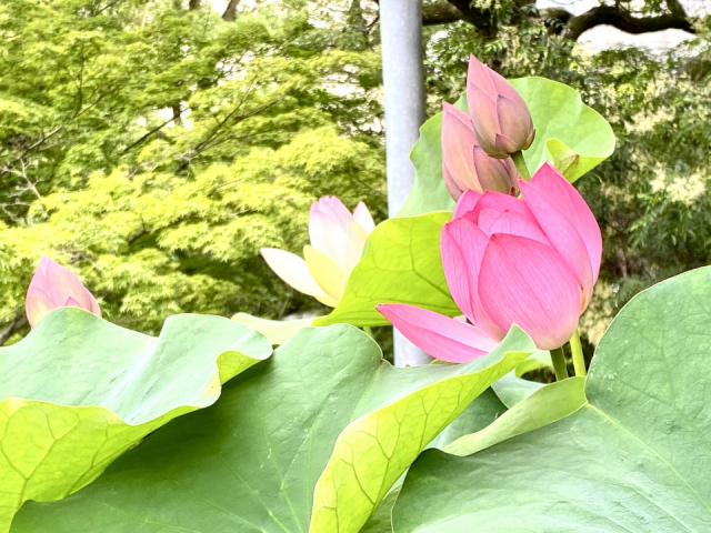三宮周辺の由緒ある有名神社①:生田神社(いくたじんじゃ)