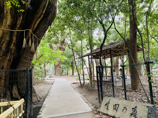 三宮周辺の由緒ある有名神社①:生田神社(いくたじんじゃ)