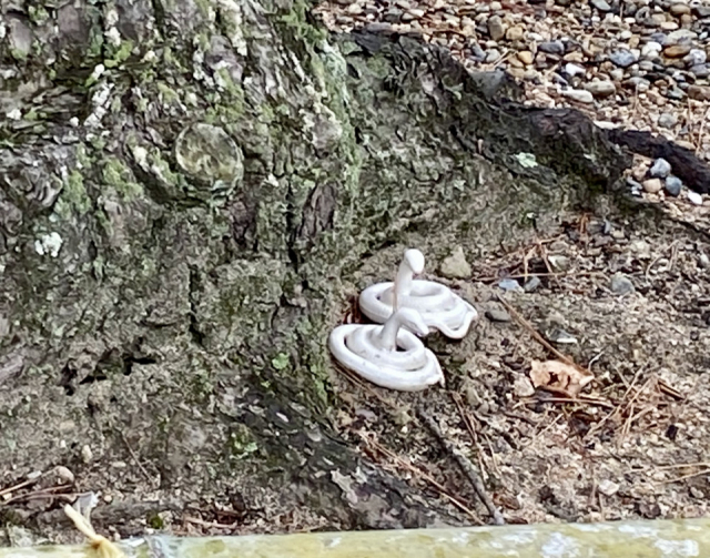 三宮周辺の由緒ある神社⑤:和田神社(わだじんじゃ)
