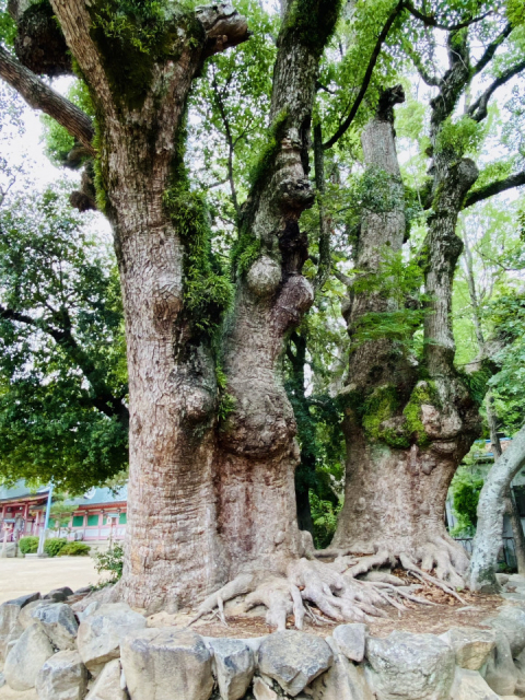 三宮周辺の由緒ある神社②:長田神社(ながたじんじゃ)