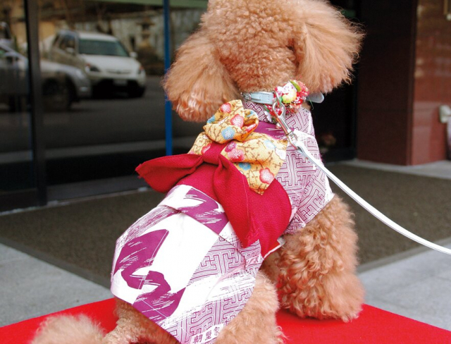 【ペットと泊まれる関西・西日本の温泉宿15選】朝野家(兵庫県・湯村温泉)