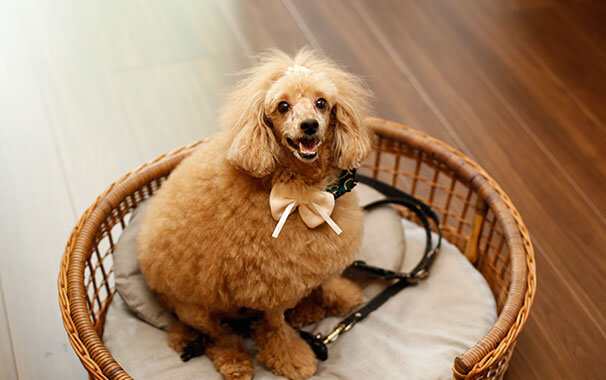 【ペットと泊まれる関西・西日本の温泉宿15選】 湯山荘 阿讃琴南(香川県・美合温泉)