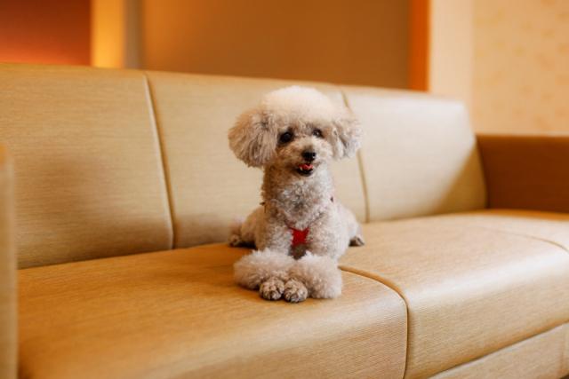 【ペットと泊まれる関西・西日本の温泉宿15選】伏尾温泉 不死王閣(大阪府・伏尾温泉)