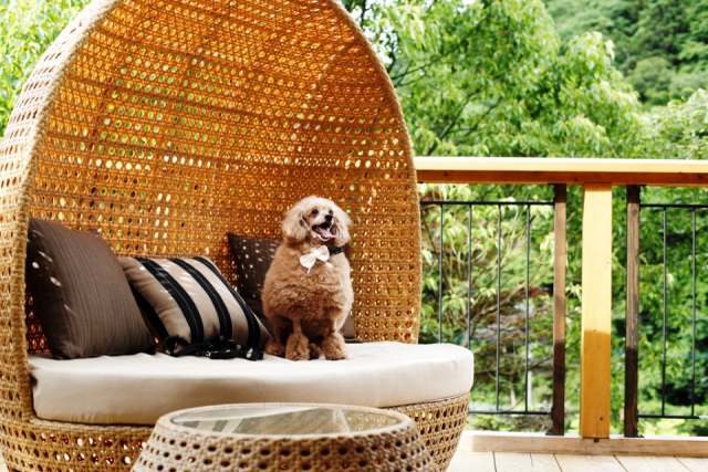 【ペットと泊まれる関西・西日本の温泉宿15選】 湯山荘 阿讃琴南(香川県・美合温泉)