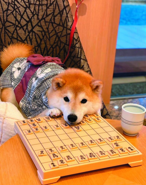 【ペットと泊まれる関西・西日本の温泉宿15選】 DOG UP VILLA(兵庫県・有馬温泉)