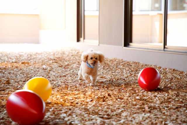 【ペットと泊まれる関西・西日本の温泉宿15選】ザ・シロヤマテラス津山別邸(岡山県・百々温泉)