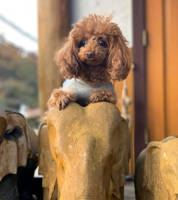 【兵庫 ペットOKのカフェ&レストラン】Little Lanka(兵庫・西宮市)