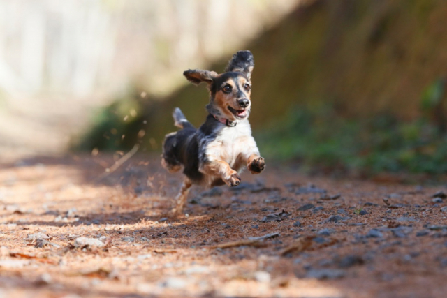 【ペットと泊まれる関西・西日本の温泉宿15選】びわ湖松の浦別邸(滋賀県・おごと温泉)