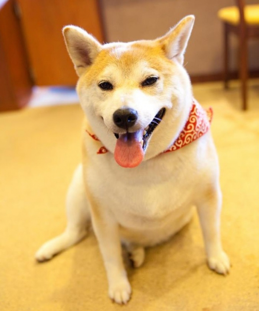 【ペットと泊まれる関西・西日本の温泉宿15選】暖灯館きくのや(滋賀県・おごと温泉)