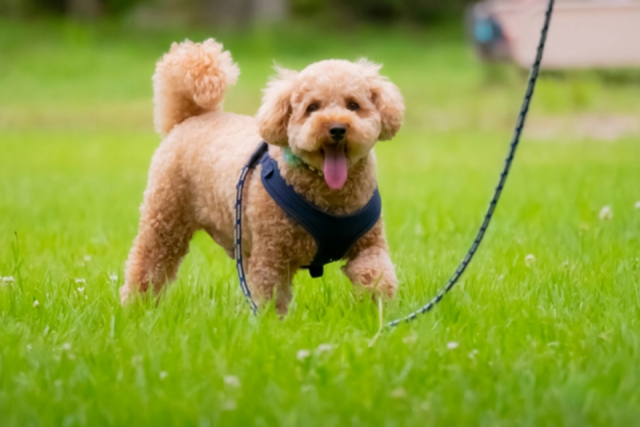 Glamping Resort Awaji(兵庫県・淡路市)