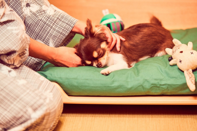 【ペットと泊まれる関西・西日本の温泉宿15選】 DOG UP VILLA(兵庫県・有馬温泉)