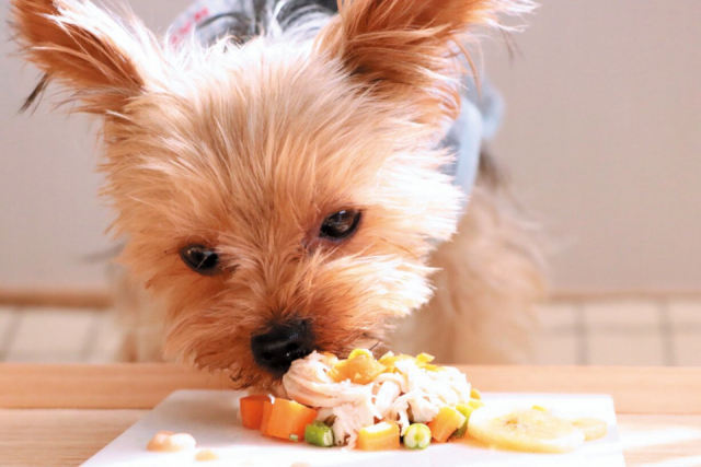 【ペットと泊まれる関西・西日本の温泉宿15選】ドギーズリゾート伊根温泉(京都府・伊根温泉)