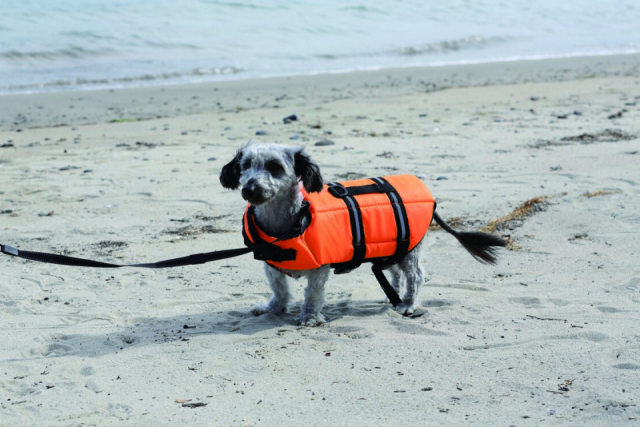 ドッググランピング京都天橋立(京都府・宮津市)