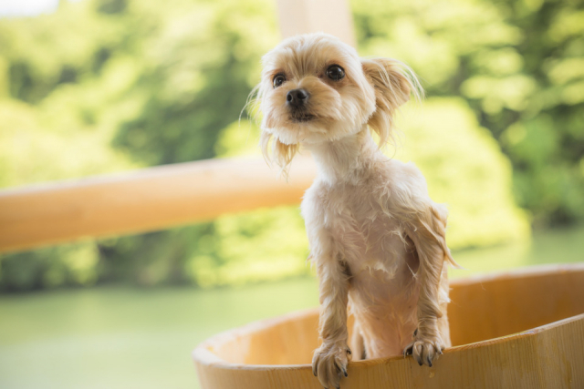 【ペットと泊まれる関西・西日本の温泉宿15選】わんこあん(岡山県・下湯原温泉)