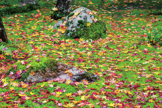 京都のおすすめ秋デートスポット41選! 絶対に外さない 10・11月のおすすめ秋スポット