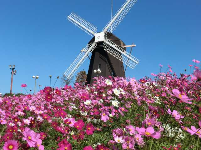 大阪のおすすめ秋デートスポット20選! 絶対に外さない 10・11月のおすすめ秋スポット