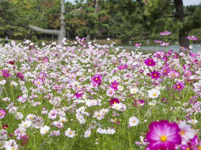 福岡のおすすめ秋デートスポット20選! 絶対に外さない 10・11月のおすすめ秋スポット