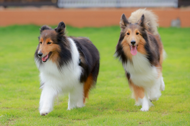 アクアヴィレッジ京都天橋立(京都府・宮津市)