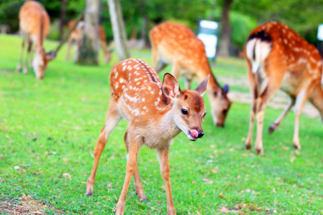 【ペット連れで行く奈良】奈良公園